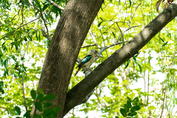 Fototapeta na wymiar Kookaburra bird resting in a tree.