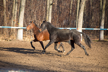 horses in motion
