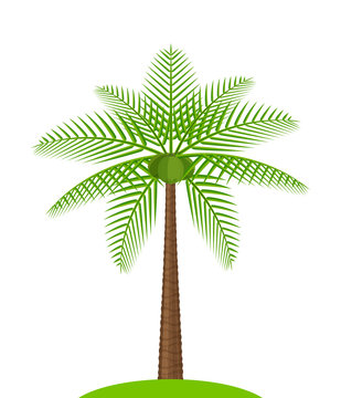 coconut tree simple isolated on white, illustration coconut palm tree, coconut tree for clip art, palm tree on small hill island