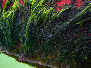Marker Buoy Cabo san Lucas