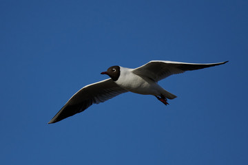 Black-headed gull (Chroicocephalus ridibundus)