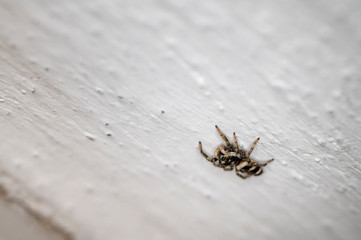 Black and white spider leaping on white wall.