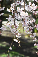 しだれ桜