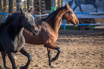 horses in motion