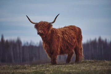 Photo sur Plexiglas Highlander écossais Jeunes bovins écossais des Highlands