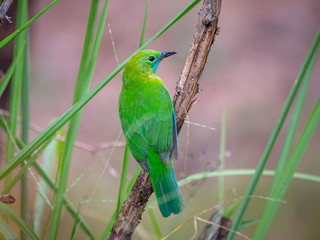 Blue-winged Leafbird; Chloropsis cochinchinensis)at Kaeng Krachan National Park