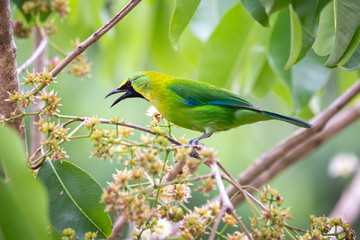 Blue-winged Leafbird; Chloropsis cochinchinensis)at Kaeng Krachan National Park