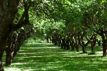 Fototapeta premium Sunny bright weather