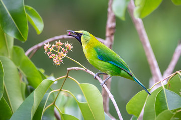 Blue-winged Leafbird; Chloropsis cochinchinensis)at Kaeng Krachan National Park