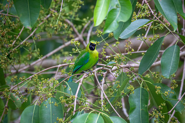 Blue-winged Leafbird; Chloropsis cochinchinensis)at Kaeng Krachan National Park