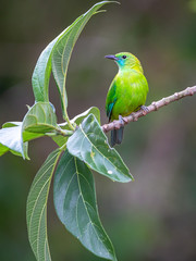 Blue-winged Leafbird; Chloropsis cochinchinensis)at Kaeng Krachan National Park