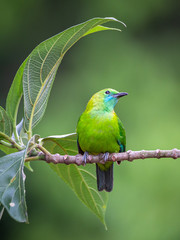 Blue-winged Leafbird; Chloropsis cochinchinensis)at Kaeng Krachan National Park
