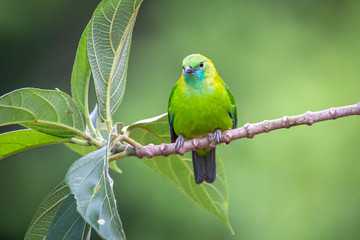 Blue-winged Leafbird; Chloropsis cochinchinensis)at Kaeng Krachan National Park