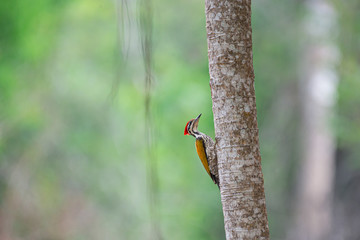 Common flameback, Common goldenback at Kaeng Krachan National Park