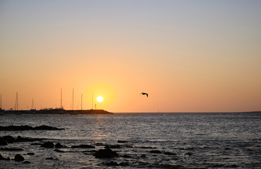 a view of a seagull flying over the atlantic ocean of the coast of the port of Punta del Este, Maldonado, Uruguay with a colorful sunset