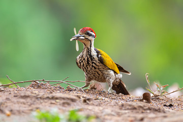 Common flameback, Common goldenback at Kaeng Krachan National Park