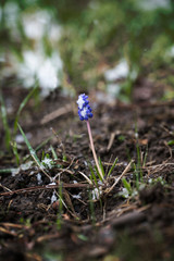 Blue grape hyacinth flowers with slight snow.