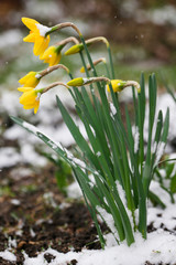 Yellow narcissus flowers with snow.