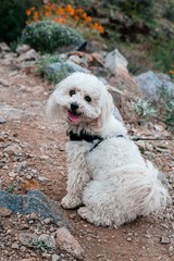 white fluffy dog walking on hike