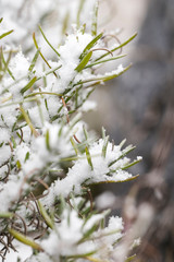 Thyme covered in snow outside.