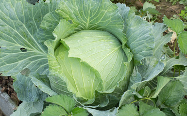 head of cabbage