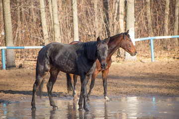 horses at the watering hole