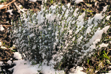 Thymus vulgaris - rosemary covered with snow.