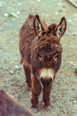 Fototapeta premium bluebottle on sand
