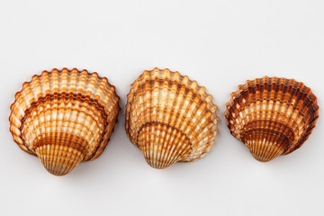 shells isolated on white background