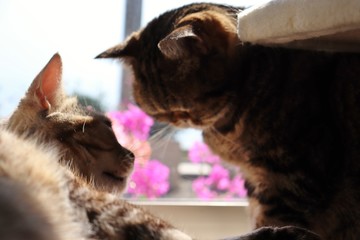 内緒話猫アメリカンショートヘアー