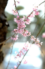 しだれ桜