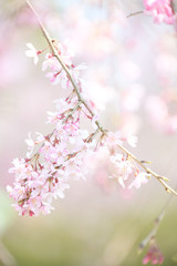 しだれ桜