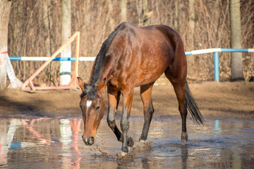 a red horse at a watering hole