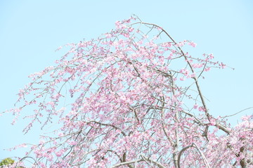しだれ桜