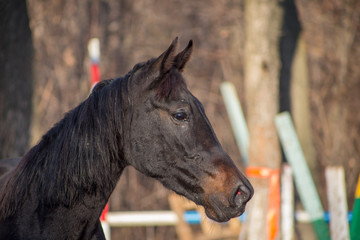 portraits of a red and black horse