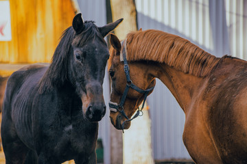 portraits of a red and black horse