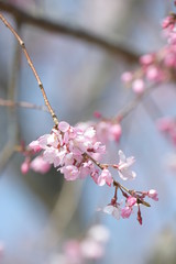 しだれ桜