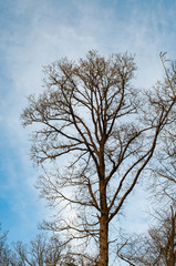 leafless oak tree on a sunny winter day
