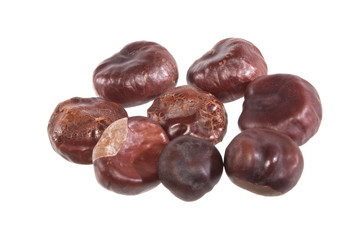 chestnut isolated on white background