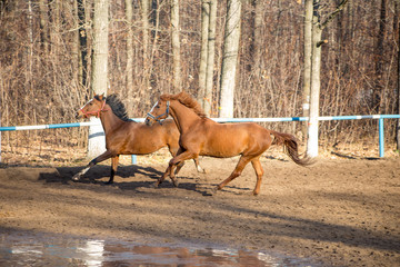 horses in motion