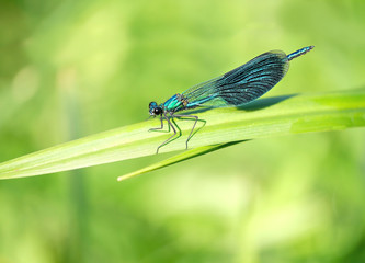 blue dragonfly on green leaf. male banded demoiselle (Calopteryx splendens) sitting on foliage. beautiful  insect. wildlife, summer season.