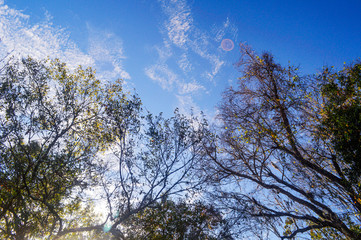 Trees forest in a sunset sunny day background picture image