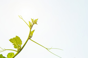 Close up treetop of pumpkin vine against clearly blue sky background