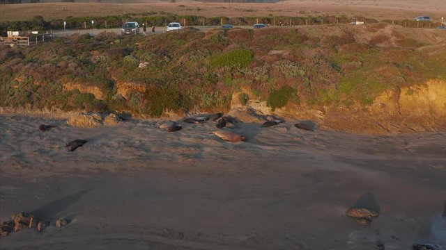 Aerial drone sliding shot of the elephants seal on the shores of San Simeon, California, USA