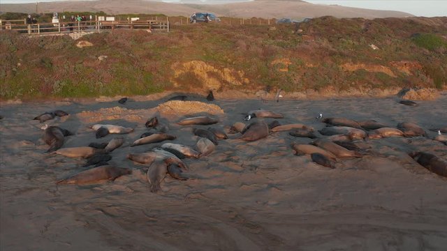 Aerial drone sliding shot of the elephants seal on the shores of San Simeon, California, USA