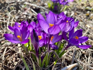 The violet crocuses in the spring garden