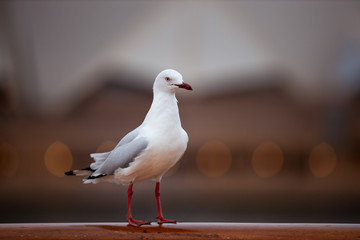 Photo of a seagull on a hand rail 