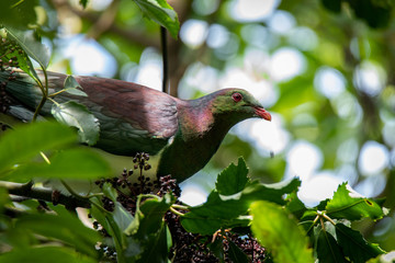 Photo of a New Zealand pigeon shot at Kaipupu wildlife sanctuary