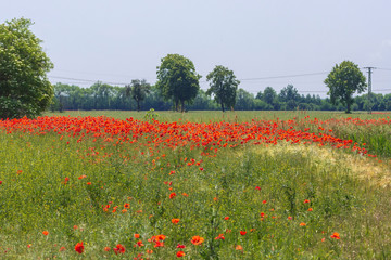 Landschaft mit Mohnblumen