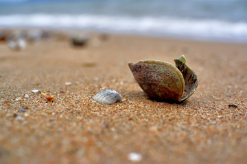 sea shell on the beach